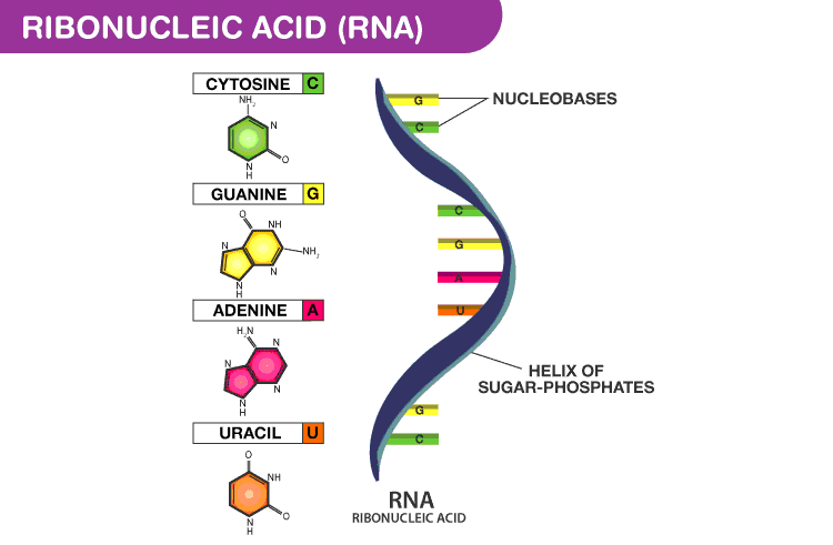 RNA molecule